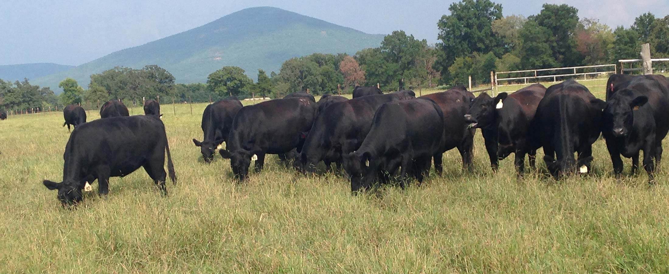 Cows grazing in field