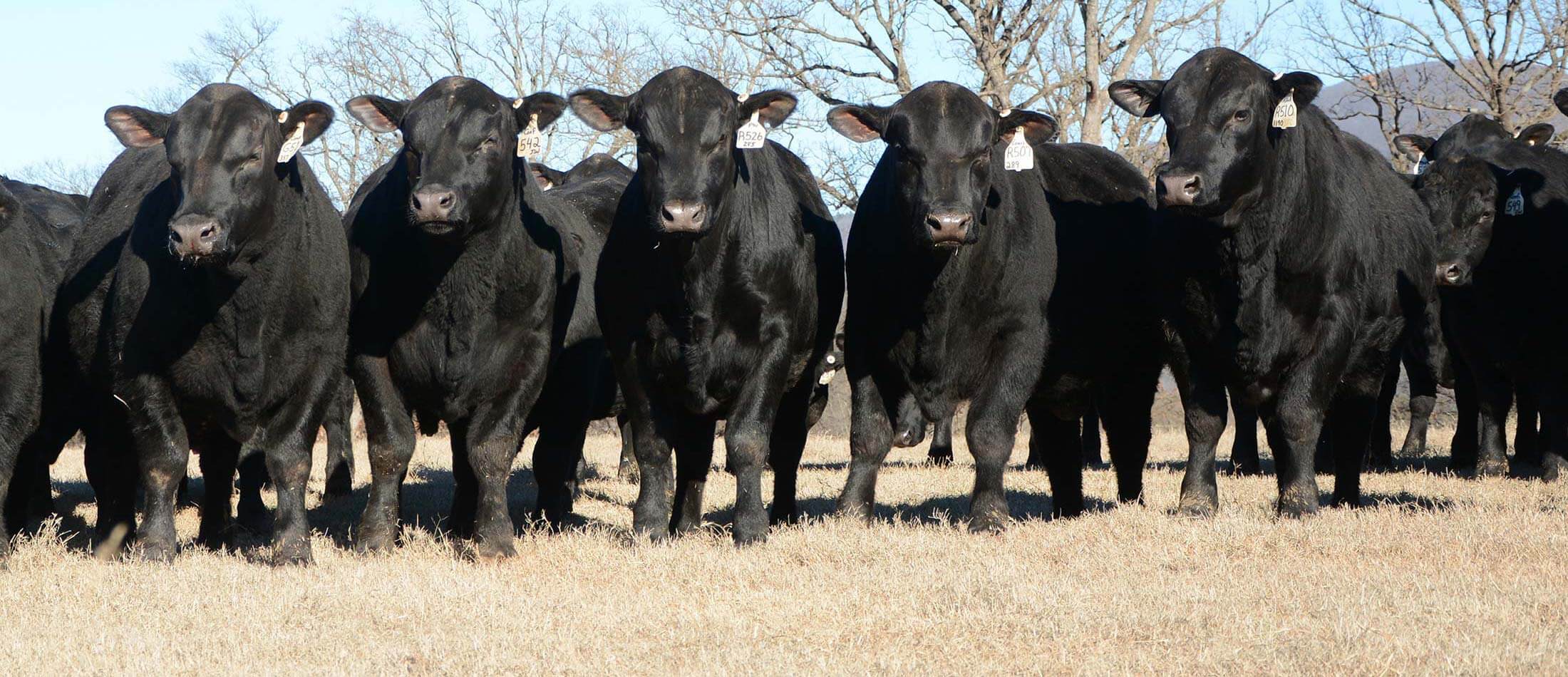 Bulls lined up in a field